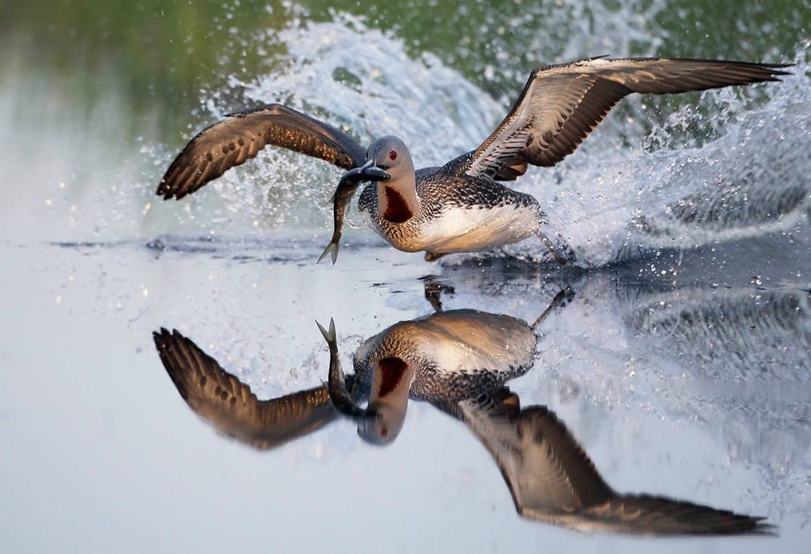 Red-throated Loon ©Markus Varesvuo www.instagram.com/markusvaresvuo Permission required for reuse.